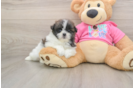 Shih Pom Pup Being Cute
