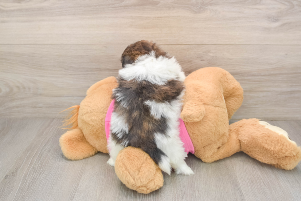 Fluffy Shih Pom Designer Pup