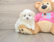 5 week old Shih Pom Puppy For Sale - Lone Star Pups