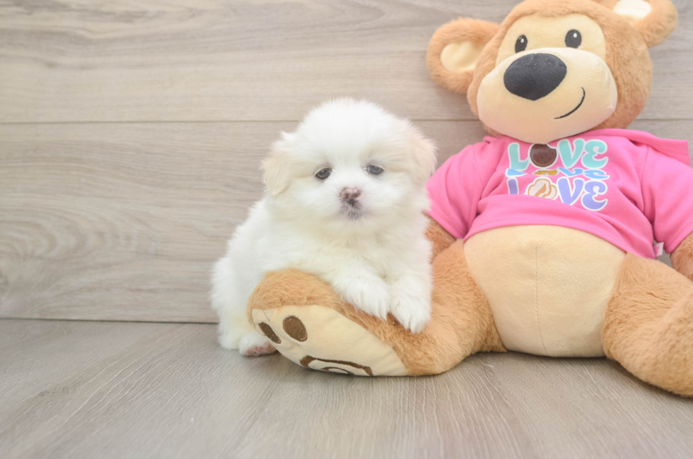 5 week old Shih Pom Puppy For Sale - Lone Star Pups
