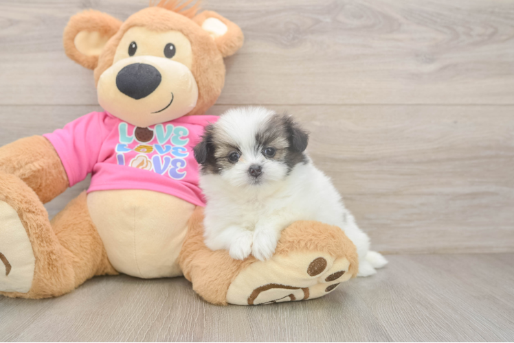 Petite Shih Pom Designer Pup