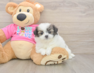 5 week old Shih Pom Puppy For Sale - Lone Star Pups