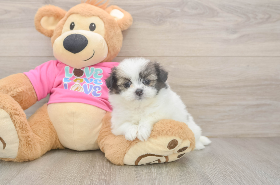 5 week old Shih Pom Puppy For Sale - Lone Star Pups