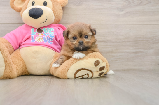 Adorable Pomatzu Designer Puppy