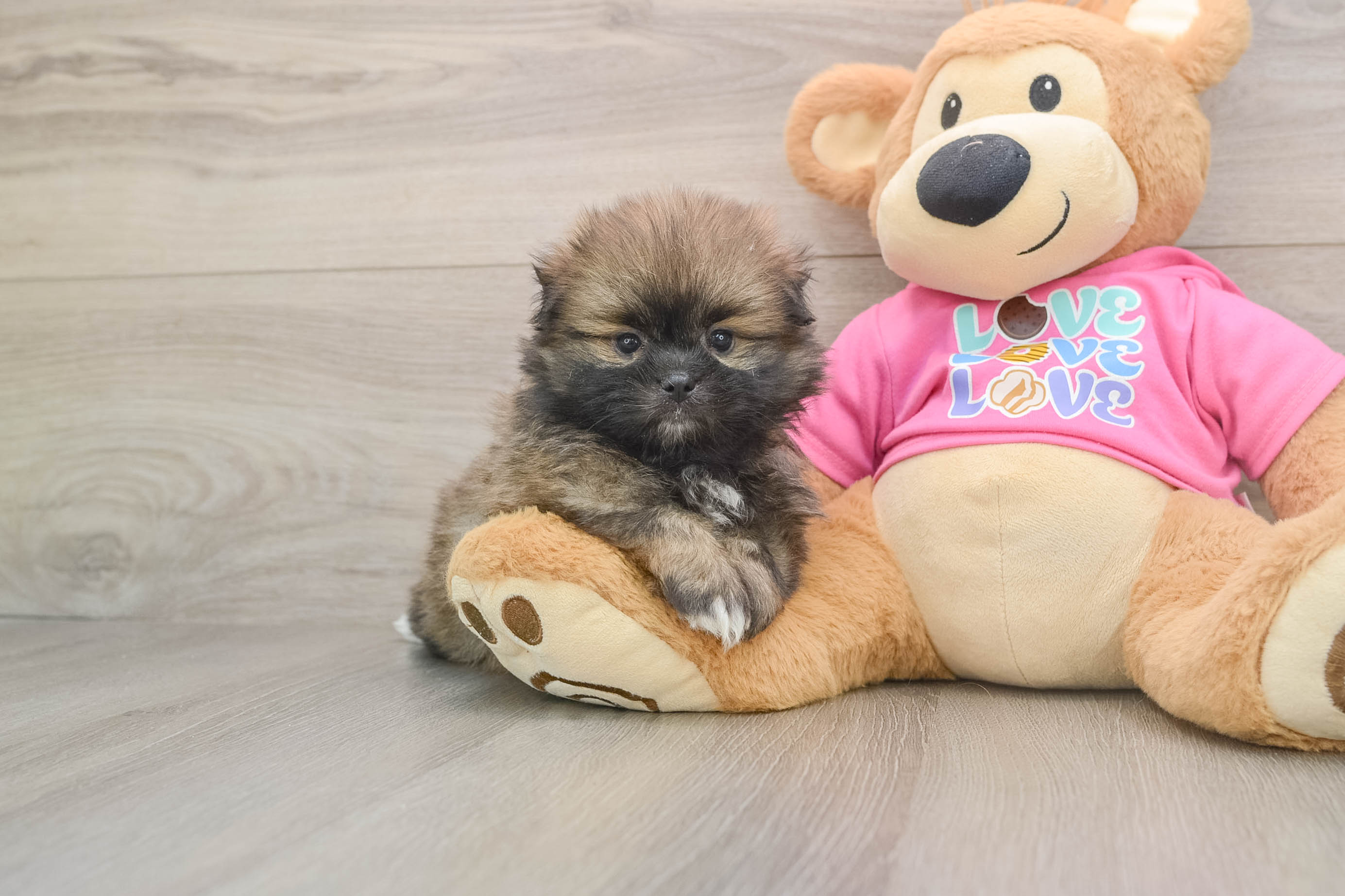 Friendly Shih Pom Baby