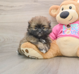 5 week old Shih Pom Puppy For Sale - Lone Star Pups