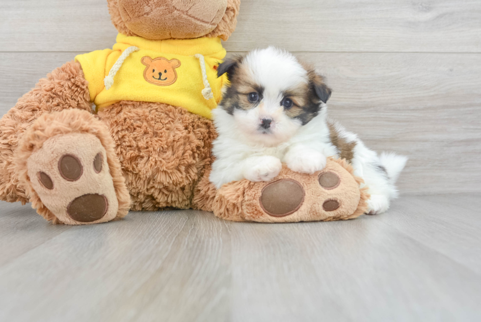 Fluffy Shih Pom Designer Pup