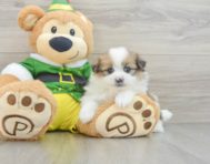 5 week old Shih Pom Puppy For Sale - Lone Star Pups