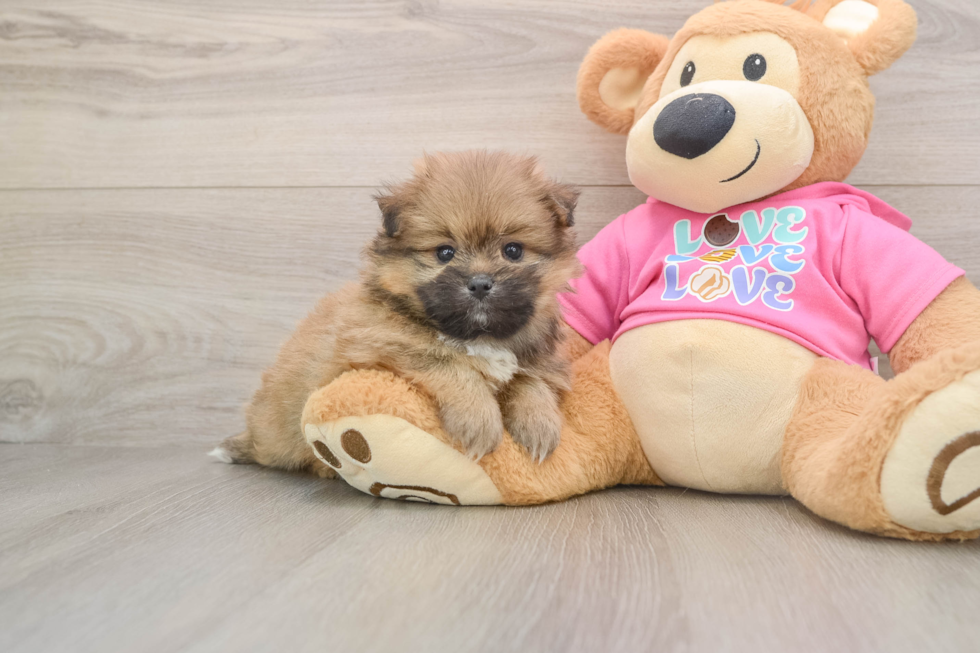 Happy Shih Pom Baby