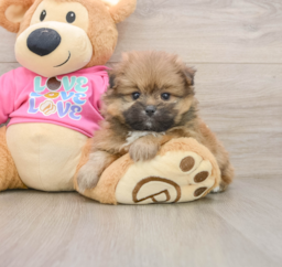 5 week old Shih Pom Puppy For Sale - Lone Star Pups