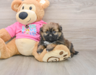 7 week old Shih Pom Puppy For Sale - Lone Star Pups