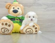 6 week old Shih Pom Puppy For Sale - Lone Star Pups