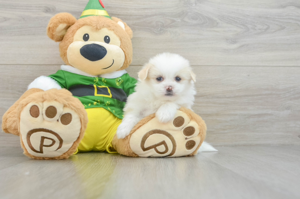 6 week old Shih Pom Puppy For Sale - Lone Star Pups