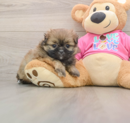 5 week old Shih Pom Puppy For Sale - Lone Star Pups