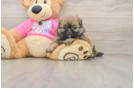 Shih Pom Puppy for Adoption