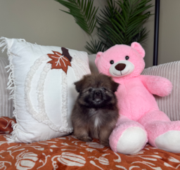 9 week old Shih Pom Puppy For Sale - Lone Star Pups
