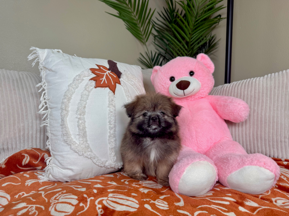 Shih Pom Puppy for Adoption