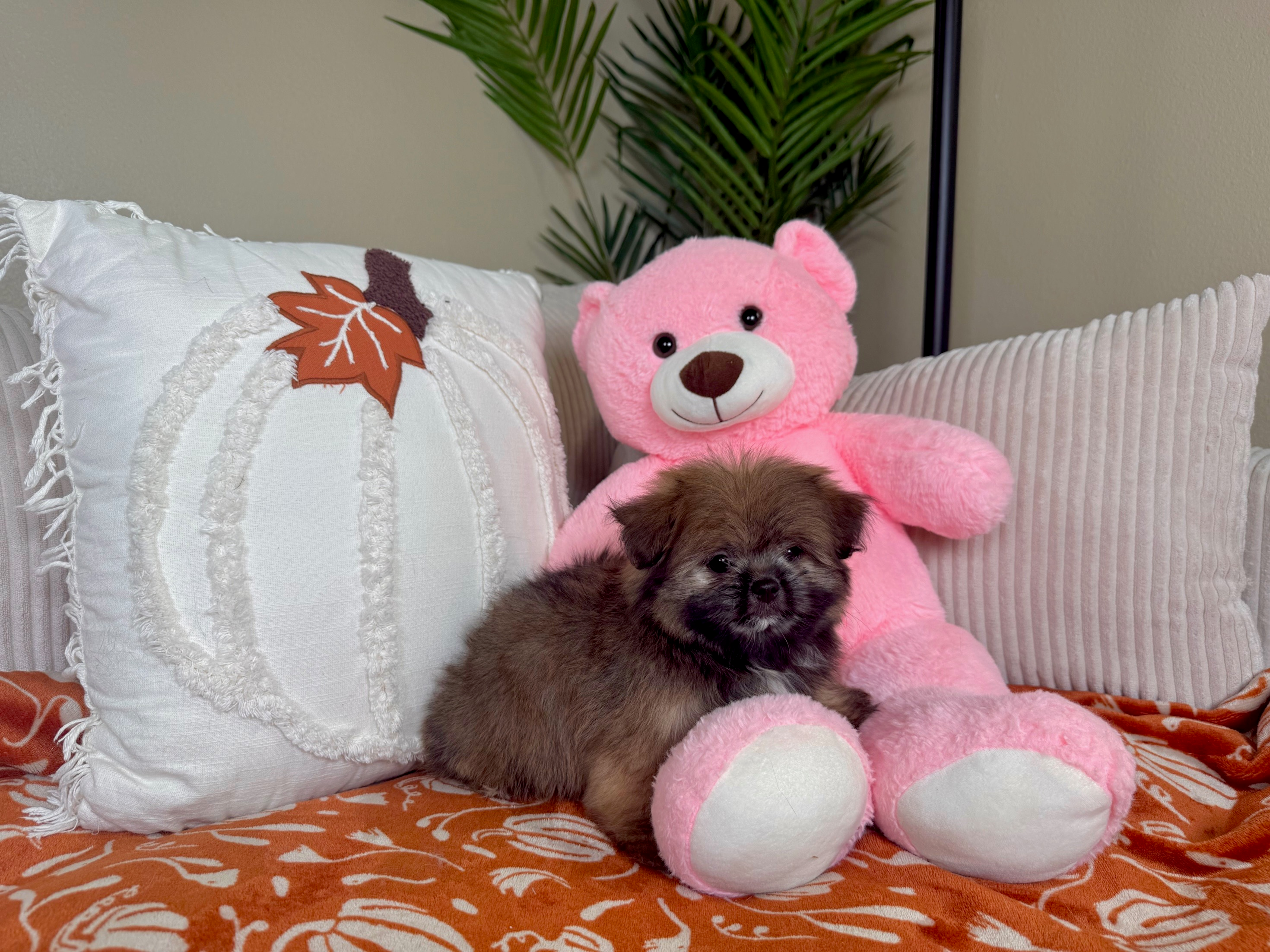 Cute Shih Pom Designer Pup