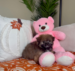 9 week old Shih Pom Puppy For Sale - Lone Star Pups