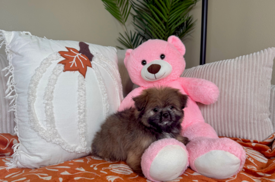 Best Shih Pom Baby