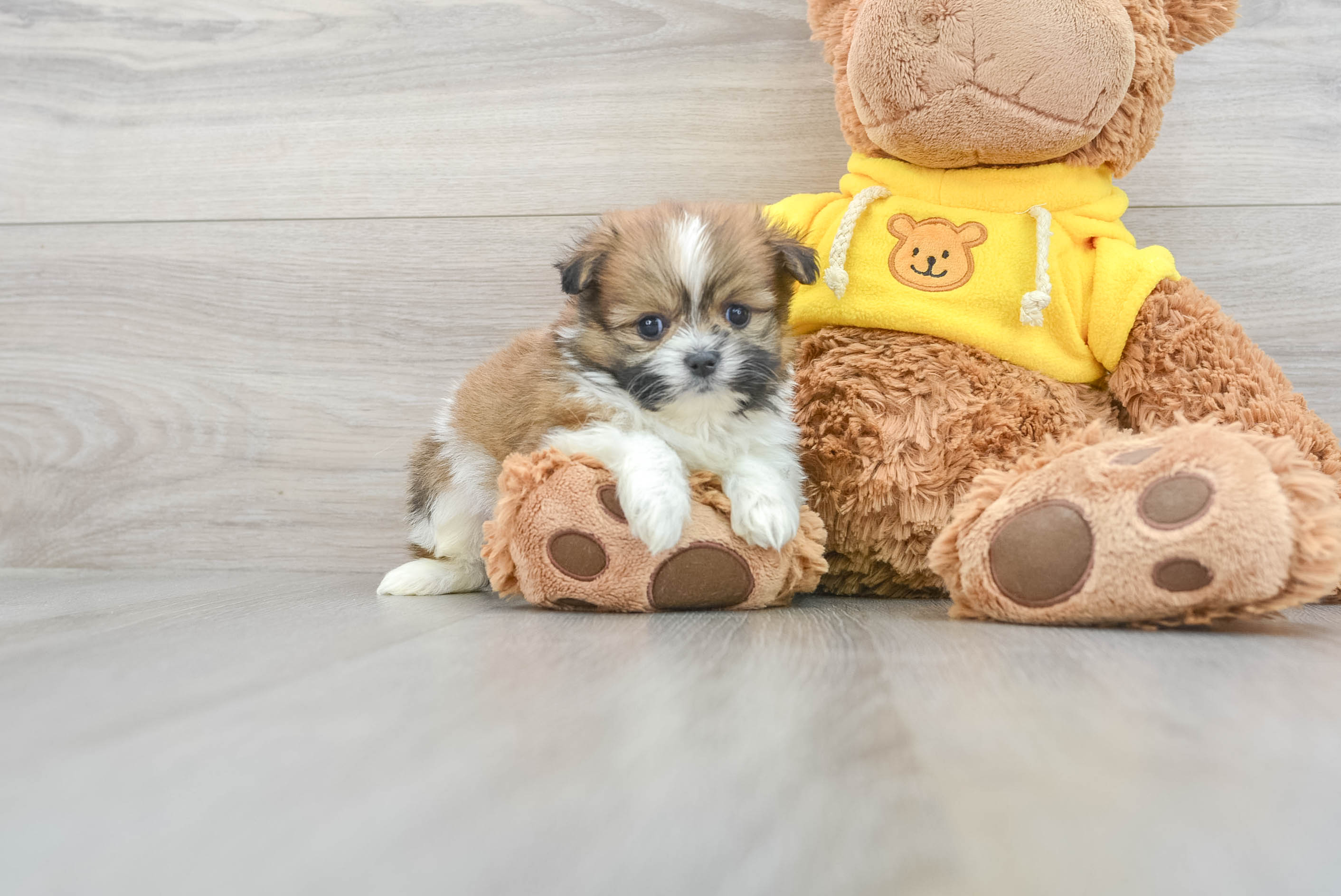 Playful Pomshi Designer Puppy