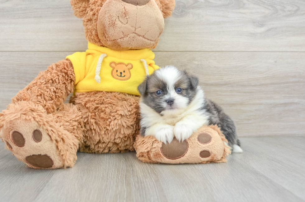 5 week old Shih Pom Puppy For Sale - Lone Star Pups