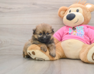 6 week old Shih Pom Puppy For Sale - Lone Star Pups
