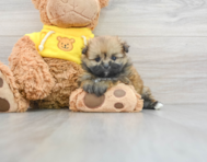 7 week old Shih Pom Puppy For Sale - Lone Star Pups