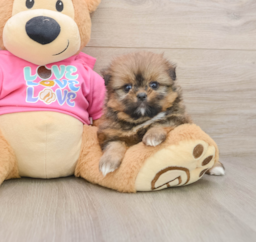 6 week old Shih Pom Puppy For Sale - Lone Star Pups