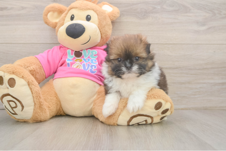 Shih Pom Pup Being Cute