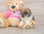 5 week old Shih Pom Puppy For Sale - Lone Star Pups