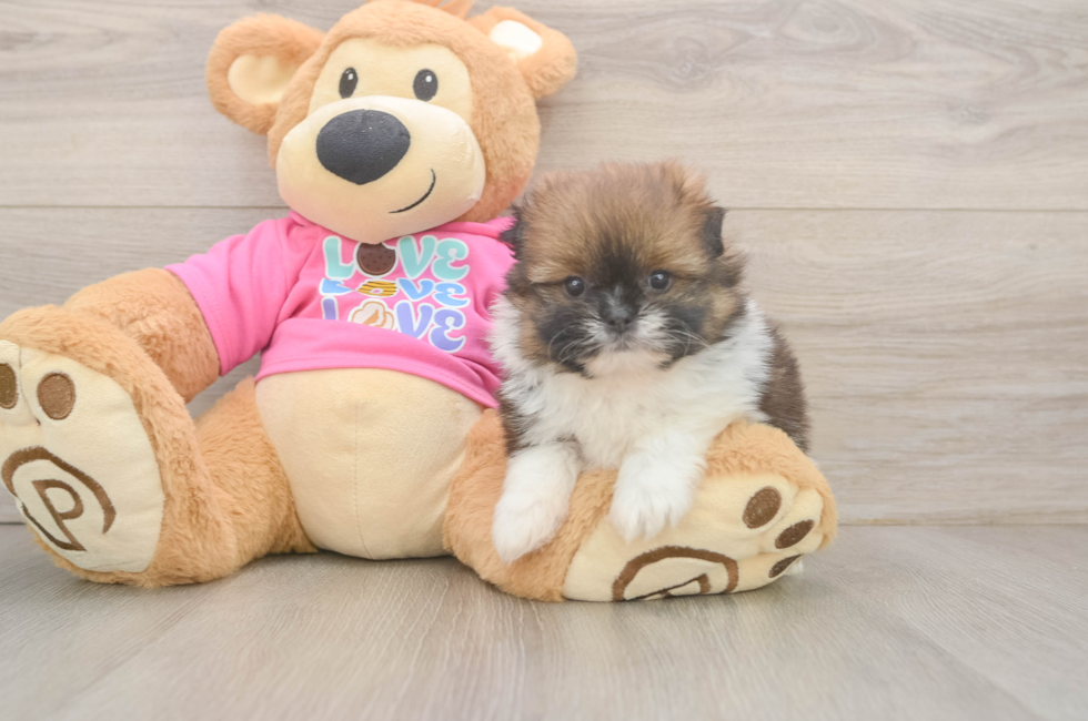 5 week old Shih Pom Puppy For Sale - Lone Star Pups