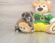 5 week old Shih Pom Puppy For Sale - Lone Star Pups