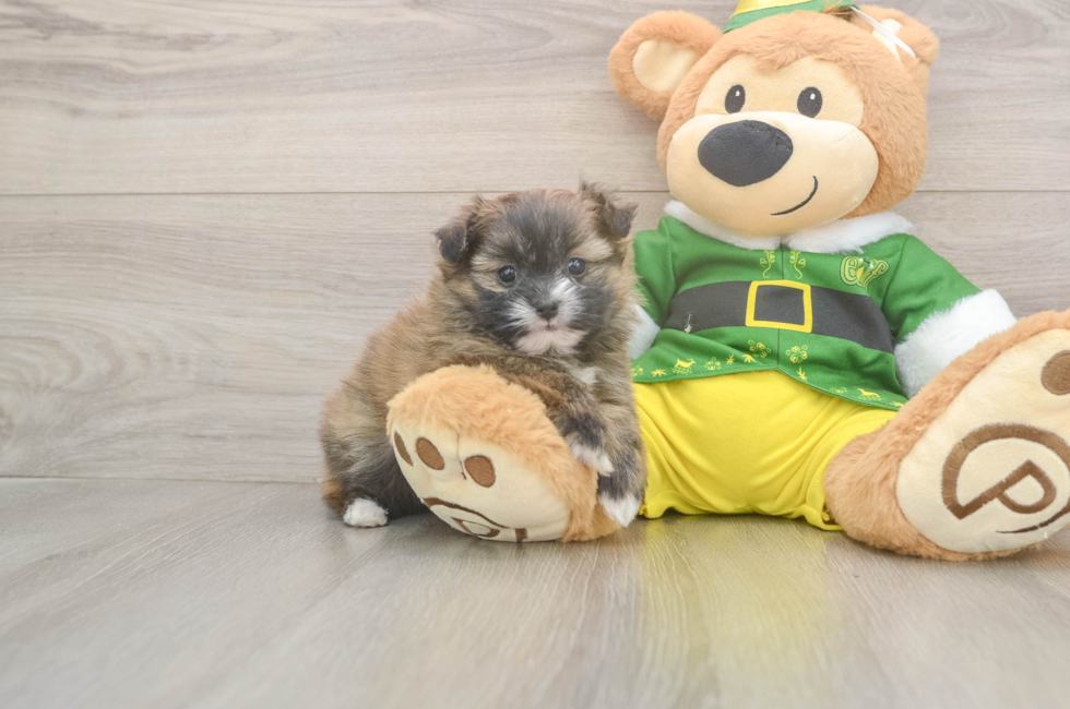 5 week old Shih Pom Puppy For Sale - Lone Star Pups