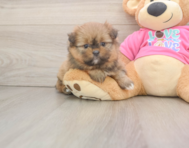 5 week old Shih Pom Puppy For Sale - Lone Star Pups