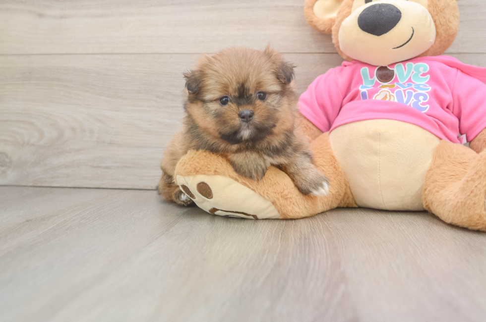 5 week old Shih Pom Puppy For Sale - Lone Star Pups