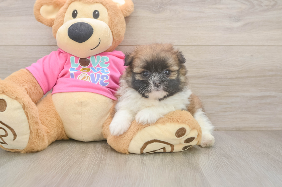 5 week old Shih Pom Puppy For Sale - Lone Star Pups