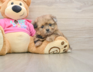 6 week old Shih Pom Puppy For Sale - Lone Star Pups