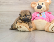 6 week old Shih Pom Puppy For Sale - Lone Star Pups