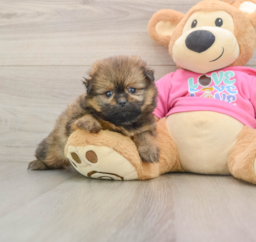 7 week old Shih Pom Puppy For Sale - Lone Star Pups