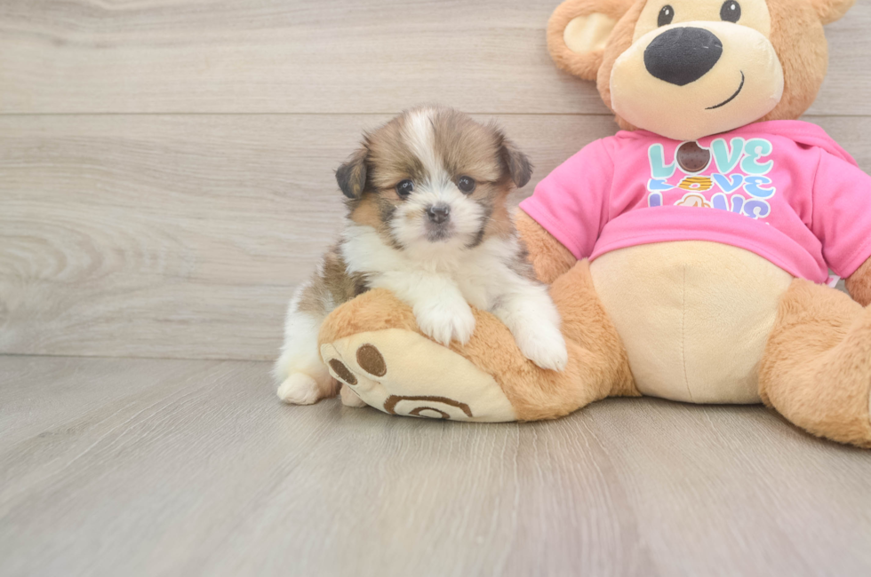 6 week old Shih Pom Puppy For Sale - Lone Star Pups