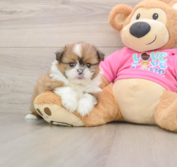 5 week old Shih Pom Puppy For Sale - Lone Star Pups