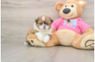 Best Shih Pom Baby