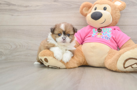 Best Shih Pom Baby