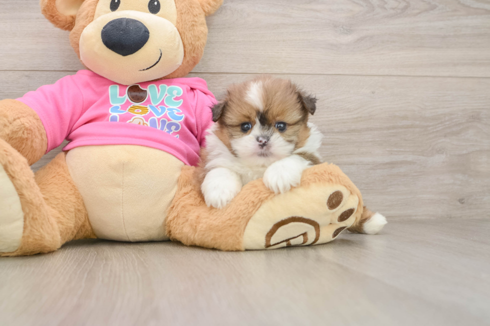 Hypoallergenic Pomshi Designer Puppy
