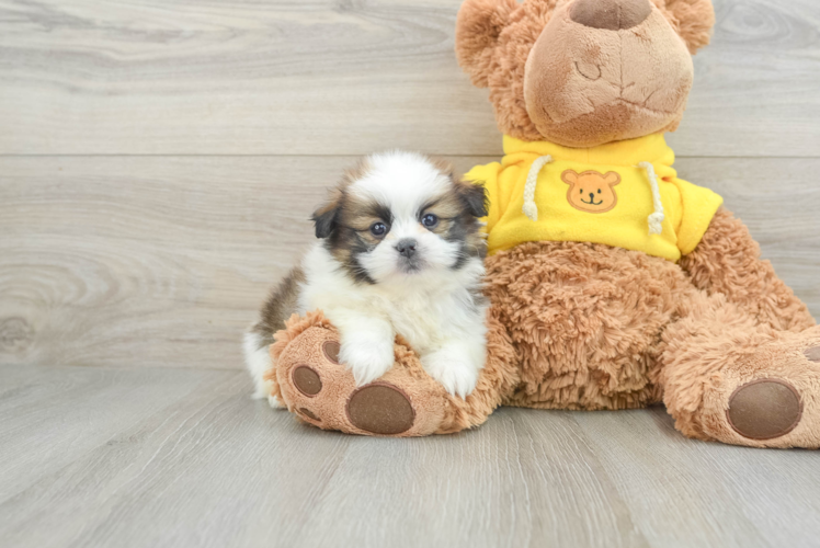 Shih Pom Pup Being Cute