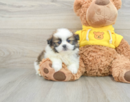 6 week old Shih Pom Puppy For Sale - Lone Star Pups