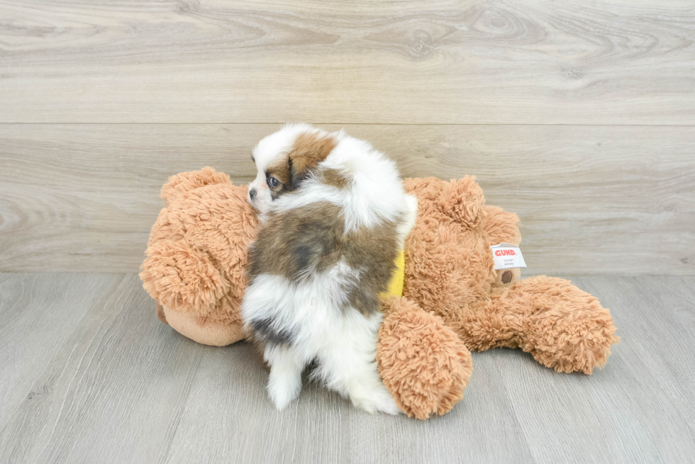 Shih Pom Pup Being Cute