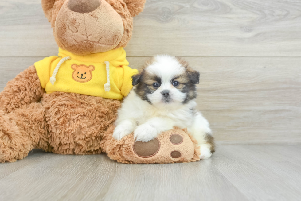 Petite Shih Pom Designer Pup