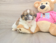6 week old Shih Pom Puppy For Sale - Lone Star Pups